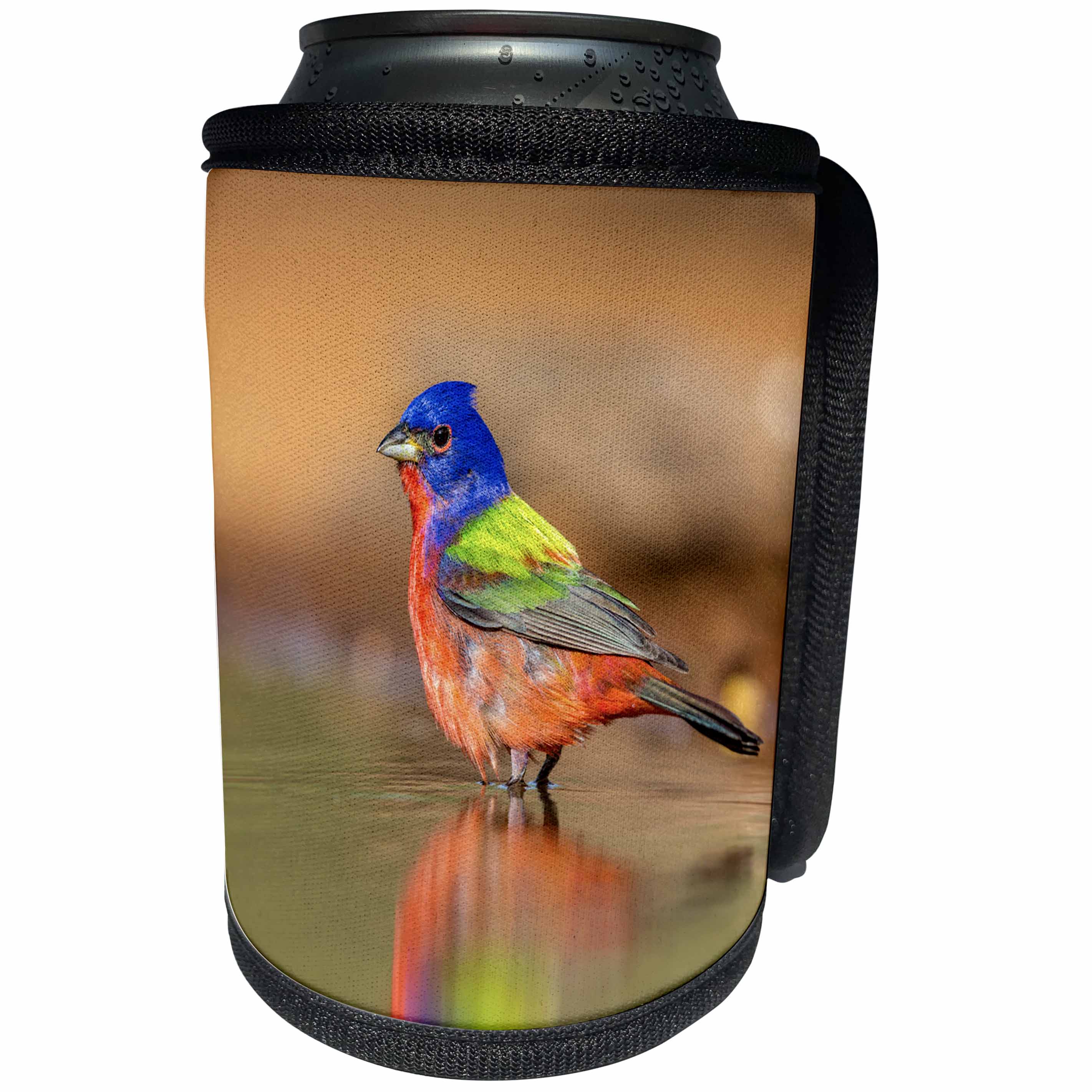 3dRose Danita Delimont - Birds - Texas, Gatesville, Santa Clara Ranch. Painted bunting bathing. - Can Cooler Bottle Wrap (cc_260100)