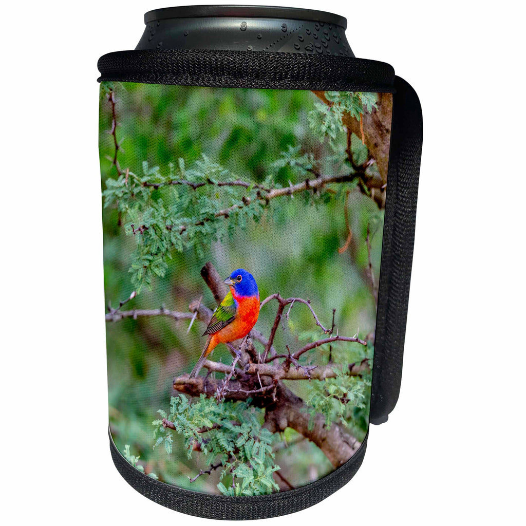 3dRose Danita Delimont - Birds - Texas, Gatesville, Santa Clara Ranch. Male painted bunting in tree. - Can Cooler Bottle Wrap (cc_260102)
