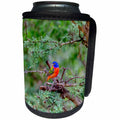 3dRose Danita Delimont - Birds - Texas, Gatesville, Santa Clara Ranch. Male painted bunting in tree. - Can Cooler Bottle Wrap (cc_260102)