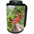 3dRose Danita Delimont - Birds - Texas, Gatesville, Santa Clara Ranch. Male northern cardinal on stump. - Can Cooler Bottle Wrap (cc_260103)
