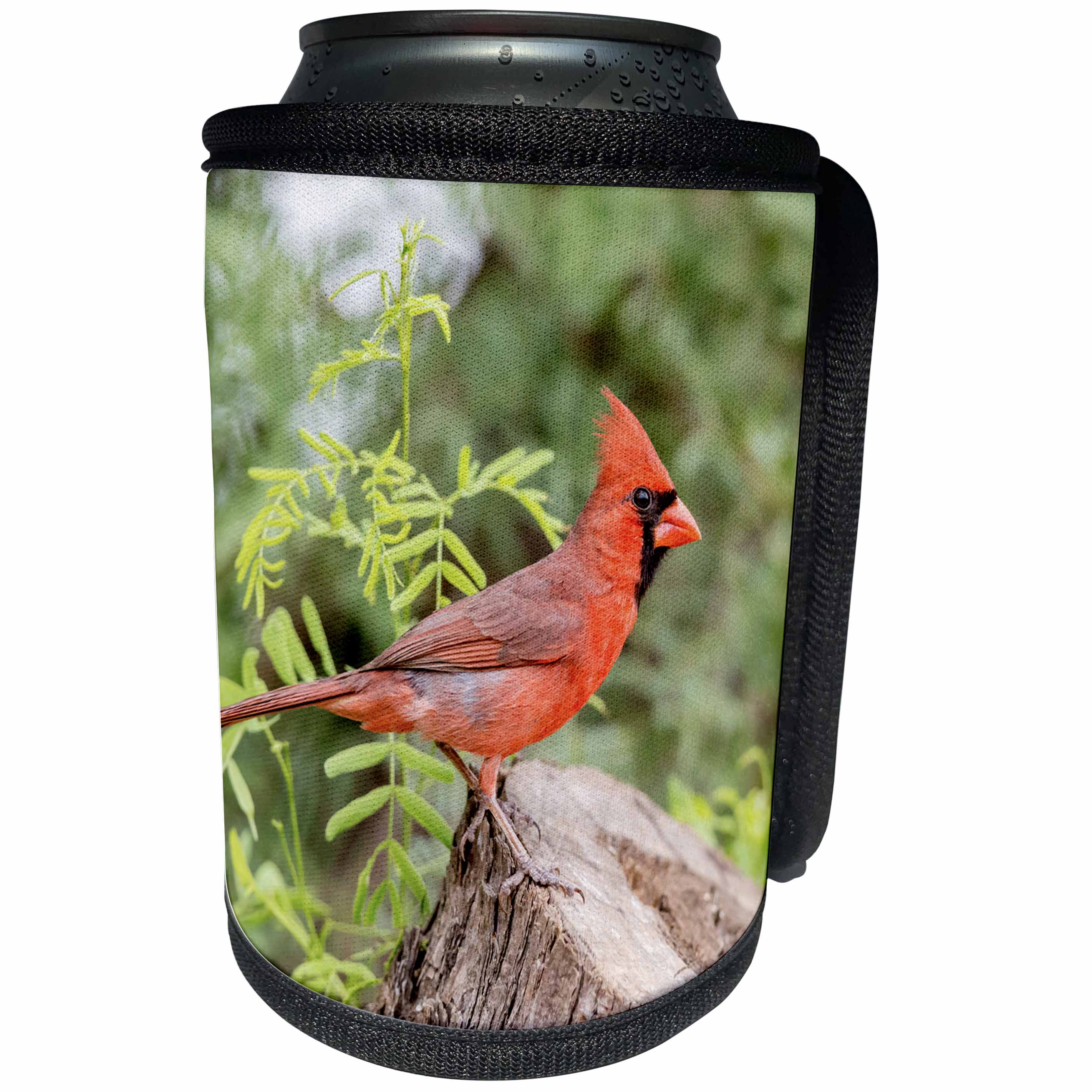 3dRose Danita Delimont - Birds - Texas, Gatesville, Santa Clara Ranch. Male northern cardinal on stump. - Can Cooler Bottle Wrap (cc_260103)