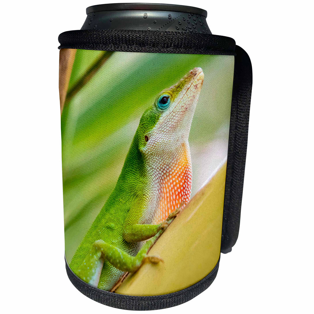 3dRose Danita Delimont - Reptiles - USA, Texas, Sabal Palm Sanctuary. Male green anole on plant. - Can Cooler Bottle Wrap (cc_260105)