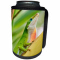 3dRose Danita Delimont - Reptiles - USA, Texas, Sabal Palm Sanctuary. Male green anole on plant. - Can Cooler Bottle Wrap (cc_260105)