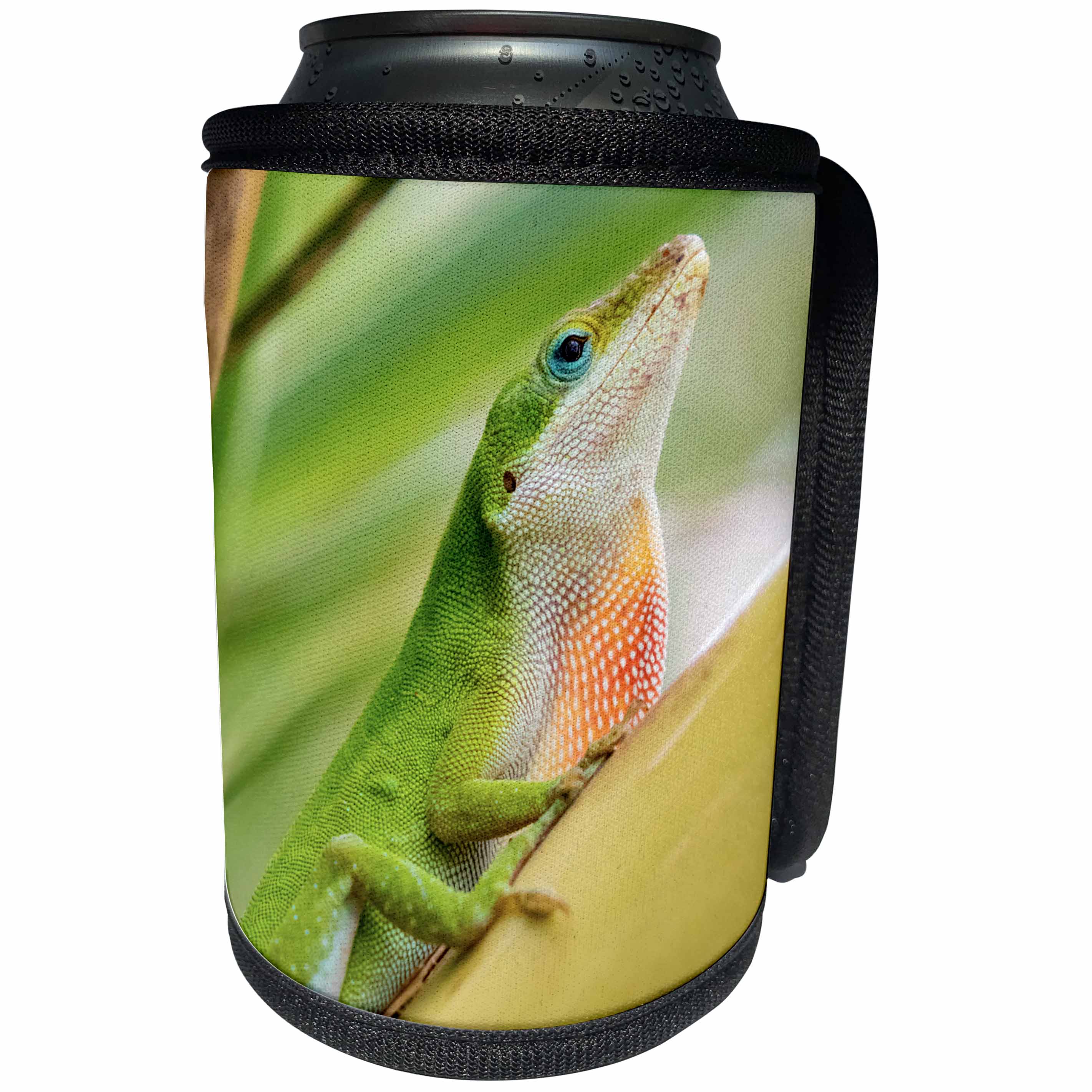 3dRose Danita Delimont - Reptiles - USA, Texas, Sabal Palm Sanctuary. Male green anole on plant. - Can Cooler Bottle Wrap (cc_260105)