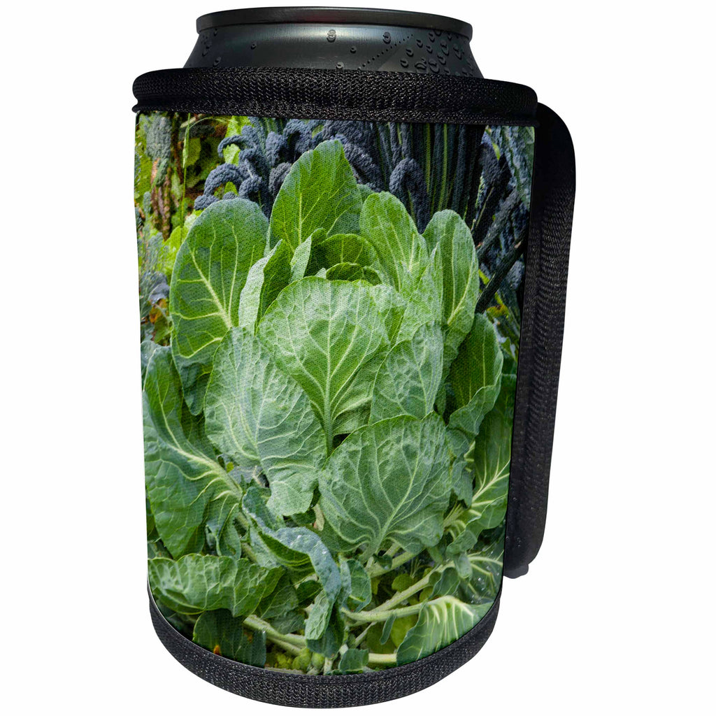 3dRose Danita Delimont - food - Cabbage in a neighborhood garden - Can Cooler Bottle Wrap (cc_260112)