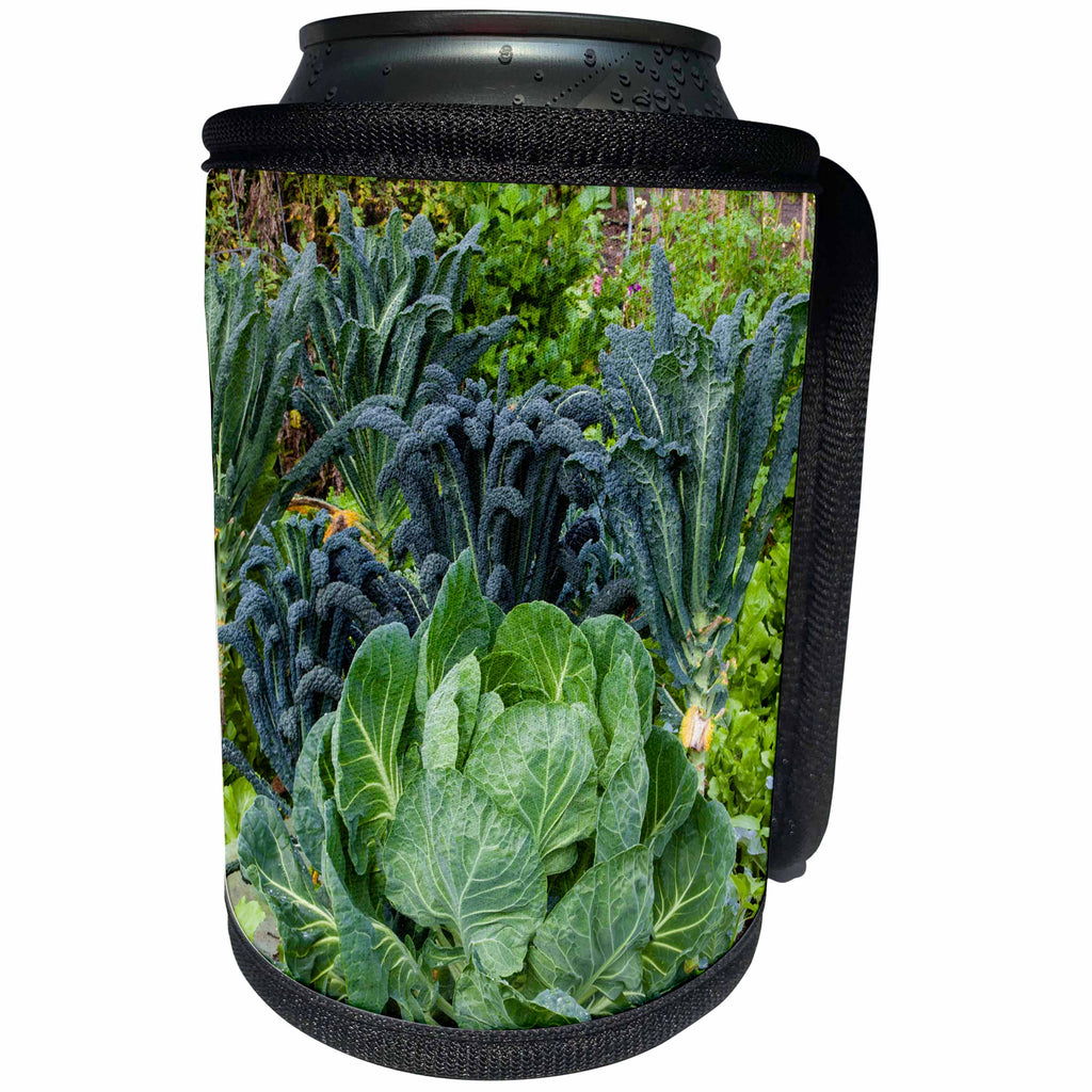 3dRose Danita Delimont - food - Cabbage and kale in a neighborhood garden - Can Cooler Bottle Wrap (cc_260113)