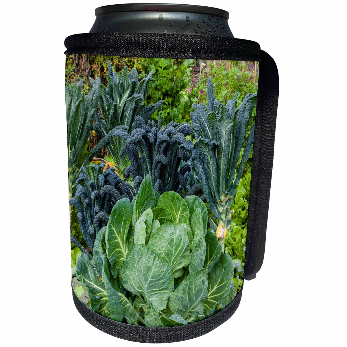 3dRose Danita Delimont - food - Cabbage and kale in a neighborhood garden - Can Cooler Bottle Wrap (cc_260113)