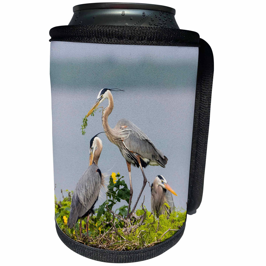 3dRose Danita Delimont - Birds - Great Blue Heron building its nest. - Can Cooler Bottle Wrap (cc_260114)