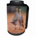 3dRose Danita Delimont - Birds - Northern Bobwhite quail females challenging each other, Texas - Can Cooler Bottle Wrap (cc_260126)
