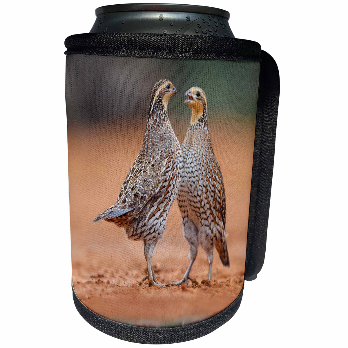3dRose Danita Delimont - Birds - Northern Bobwhite quail females challenging each other, Texas - Can Cooler Bottle Wrap (cc_260126)