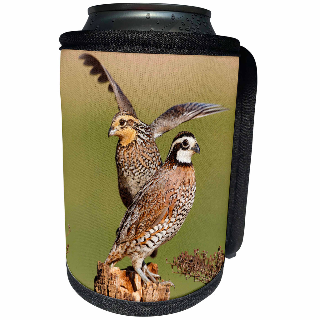 3dRose Danita Delimont - Birds - Northern Bobwhite, Colinus virginianus, pair landing on log - Can Cooler Bottle Wrap (cc_260127)