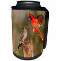 3dRose Danita Delimont - Birds - Northern Cardinal challenging Pyrrhuloxia for position on log, Texas - Can Cooler Bottle Wrap (cc_260128)