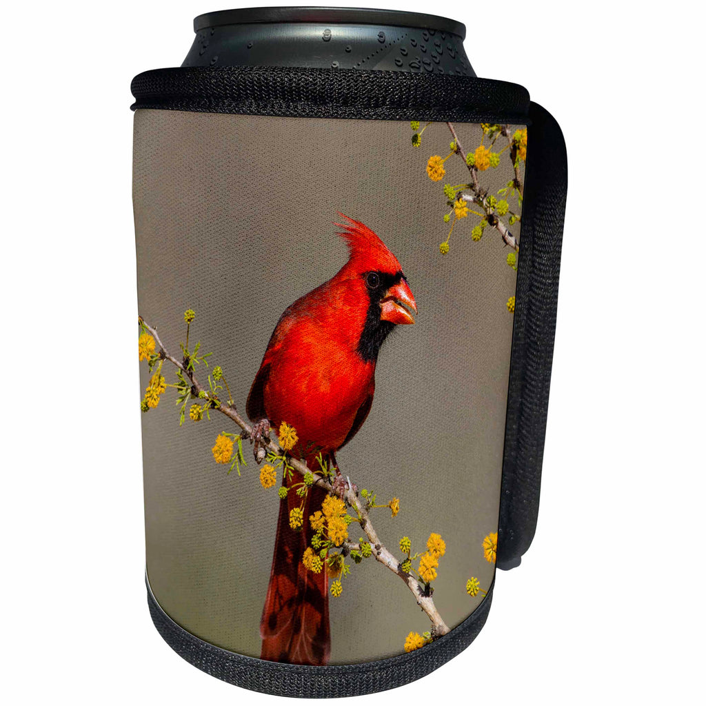 3dRose Danita Delimont - birds - Northern Cardinal, Cardinalis cardinalis, male in huisache tree - Can Cooler Bottle Wrap (cc_260129)