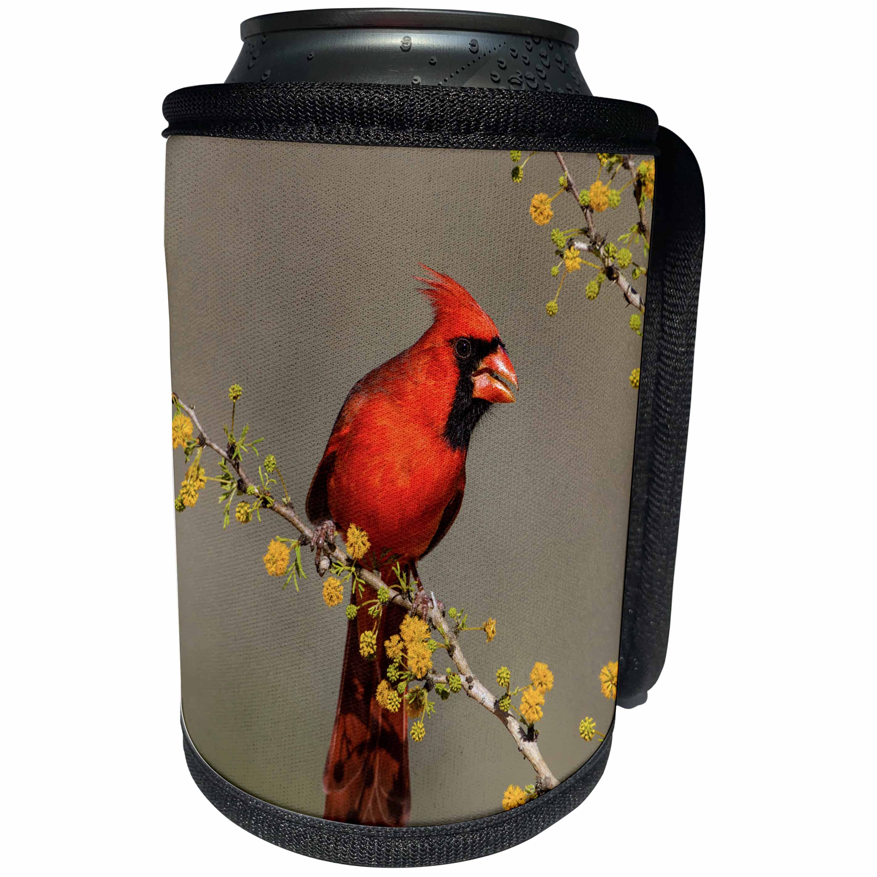 3dRose Danita Delimont - birds - Northern Cardinal, Cardinalis cardinalis, male in huisache tree - Can Cooler Bottle Wrap (cc_260129)