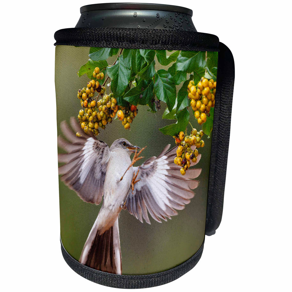 3dRose Danita Delimont - Birds - Northern Mockingbird, Mimus polyglottos, feeding on anaqua berries - Can Cooler Bottle Wrap (cc_260130)