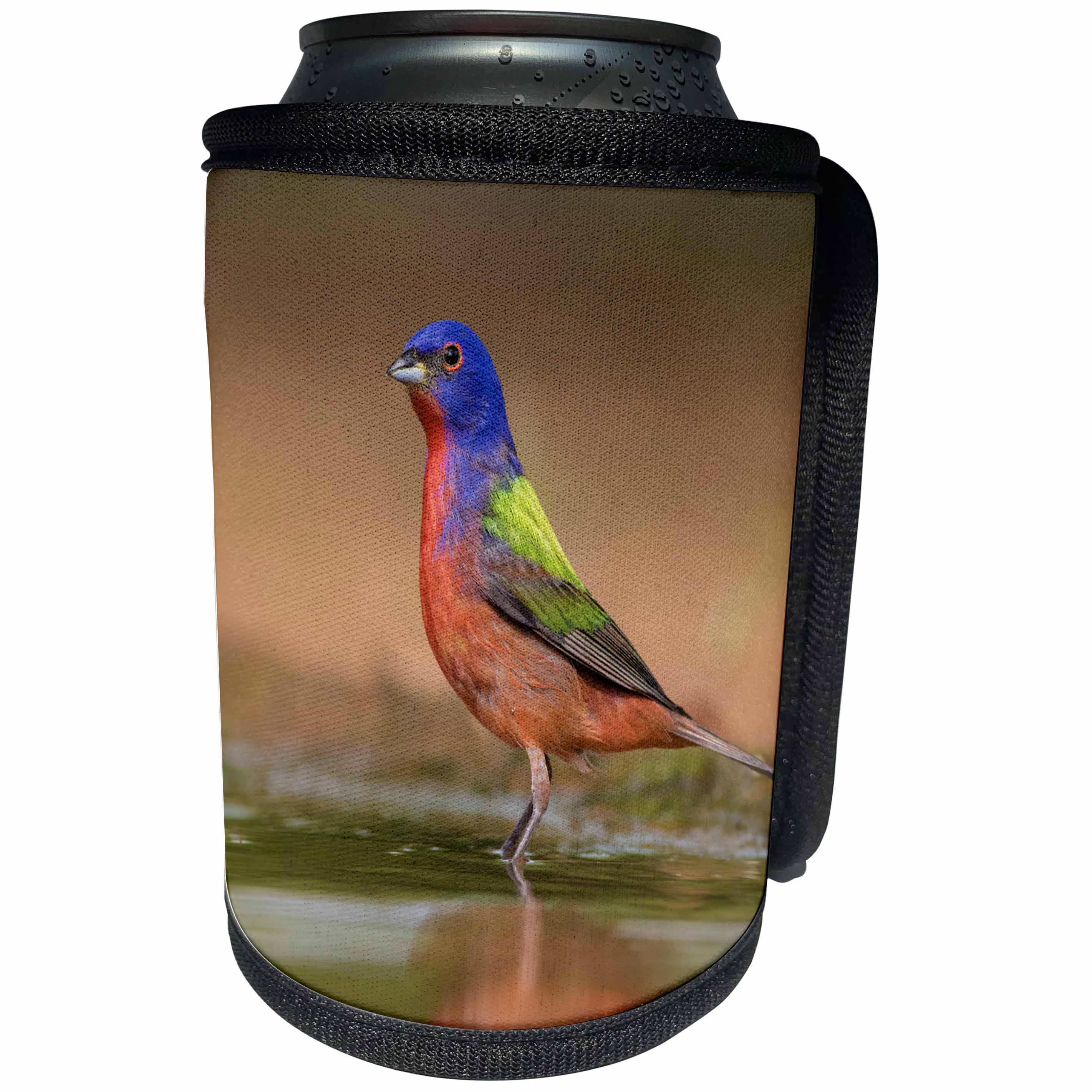 3dRose Danita Delimont - Birds - Painted Bunting, Passerina ciris, male bathing in ranch pond - Can Cooler Bottle Wrap (cc_260131)