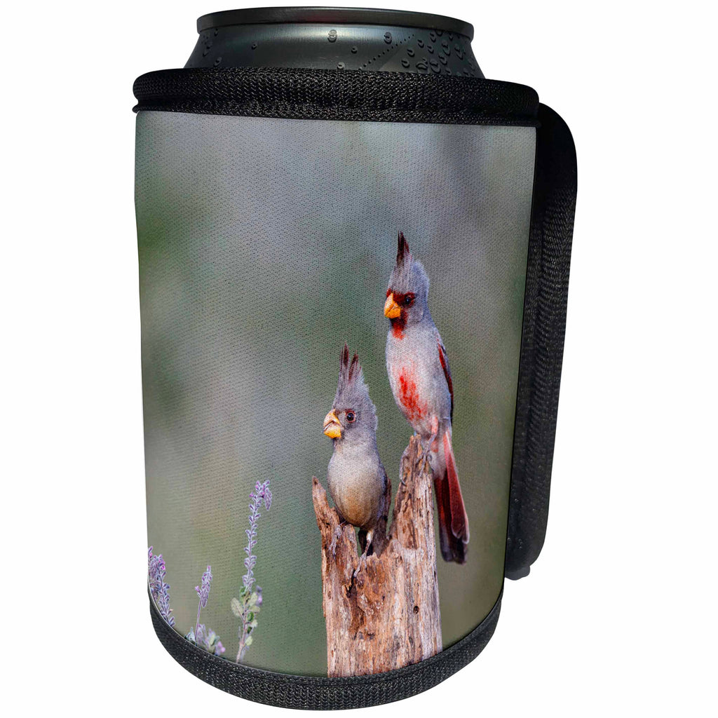 3dRose Danita Delimont - Birds - Pyrrhuloxia, Cardinalis sinuatus, male and female perched - Can Cooler Bottle Wrap (cc_260133)
