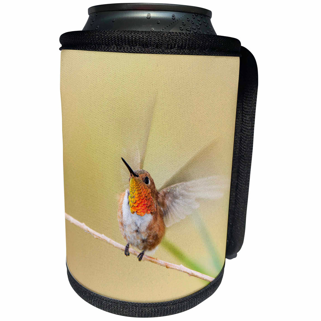 3dRose Danita Delimont - Hummingbirds - Rufous Hummingbird, Selasphorus rufus, male takeoff - Can Cooler Bottle Wrap (cc_260136)