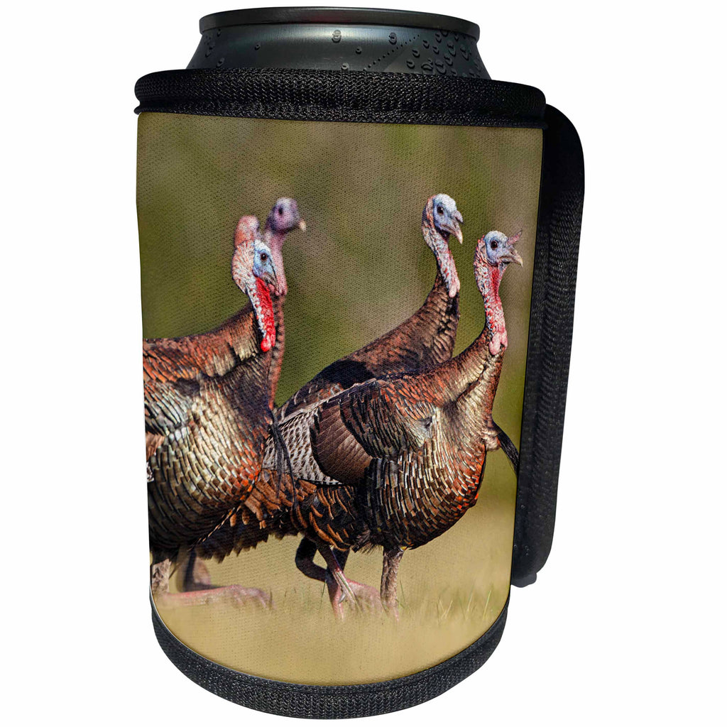 3dRose Danita Delimont - birds - Wild Turkey, Meleagris gallopavo, male - Can Cooler Bottle Wrap (cc_260141)
