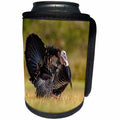 3dRose Danita Delimont - Birds - Wild Turkey, Meleagris gallopavo, male strutting - Can Cooler Bottle Wrap (cc_260142)
