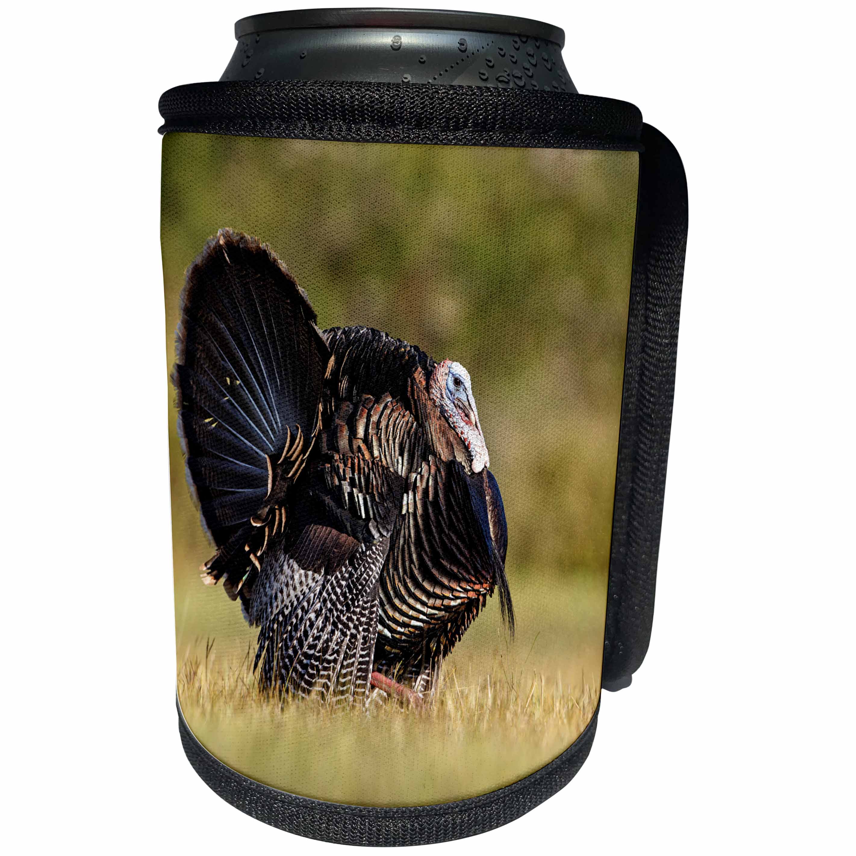 3dRose Danita Delimont - Birds - Wild Turkey, Meleagris gallopavo, male strutting - Can Cooler Bottle Wrap (cc_260142)