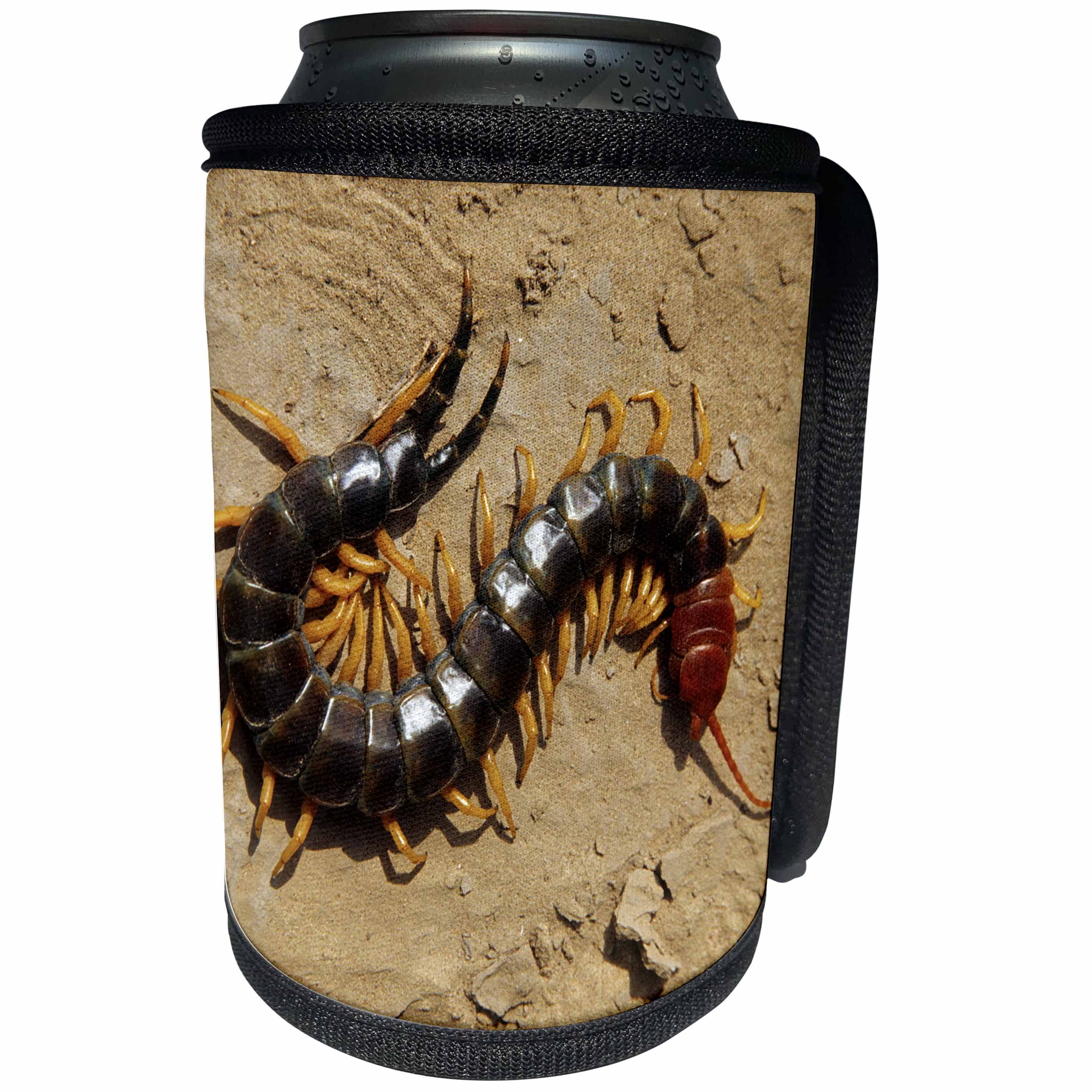 3dRose Danita Delimont - Insects - Giant Centipede, Scolopendra heros, Starr County, Texas - Can Cooler Bottle Wrap (cc_260148)