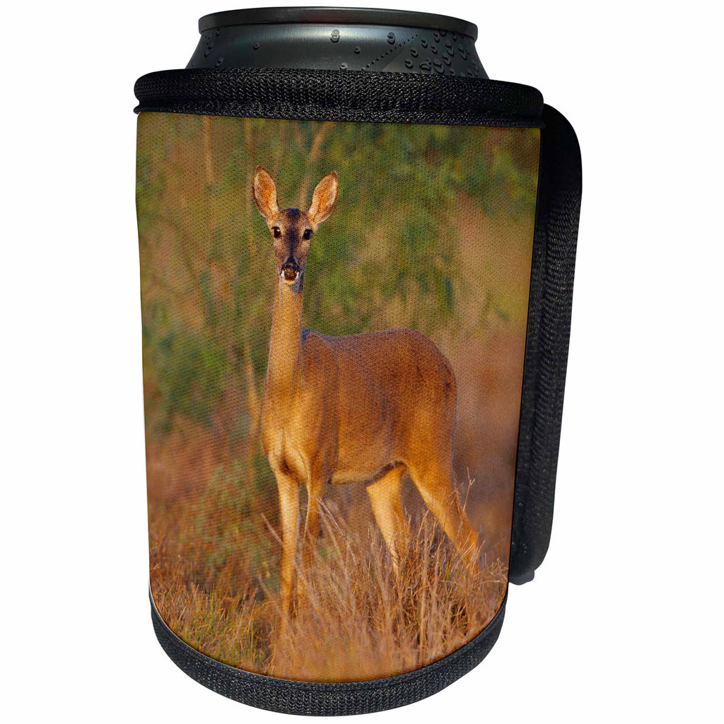 3dRose Danita Delimont - deer - White-tailed Deer alert for danger, Starr Co., Texas - Can Cooler Bottle Wrap (cc_260150)