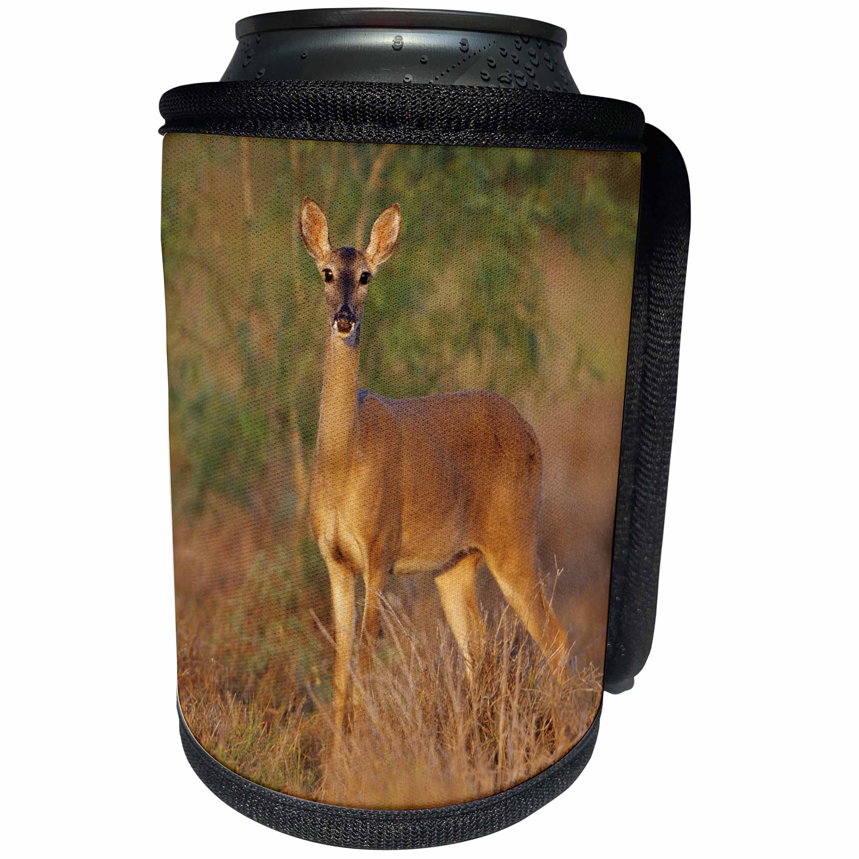 3dRose Danita Delimont - deer - White-tailed Deer alert for danger, Starr Co., Texas - Can Cooler Bottle Wrap (cc_260150)