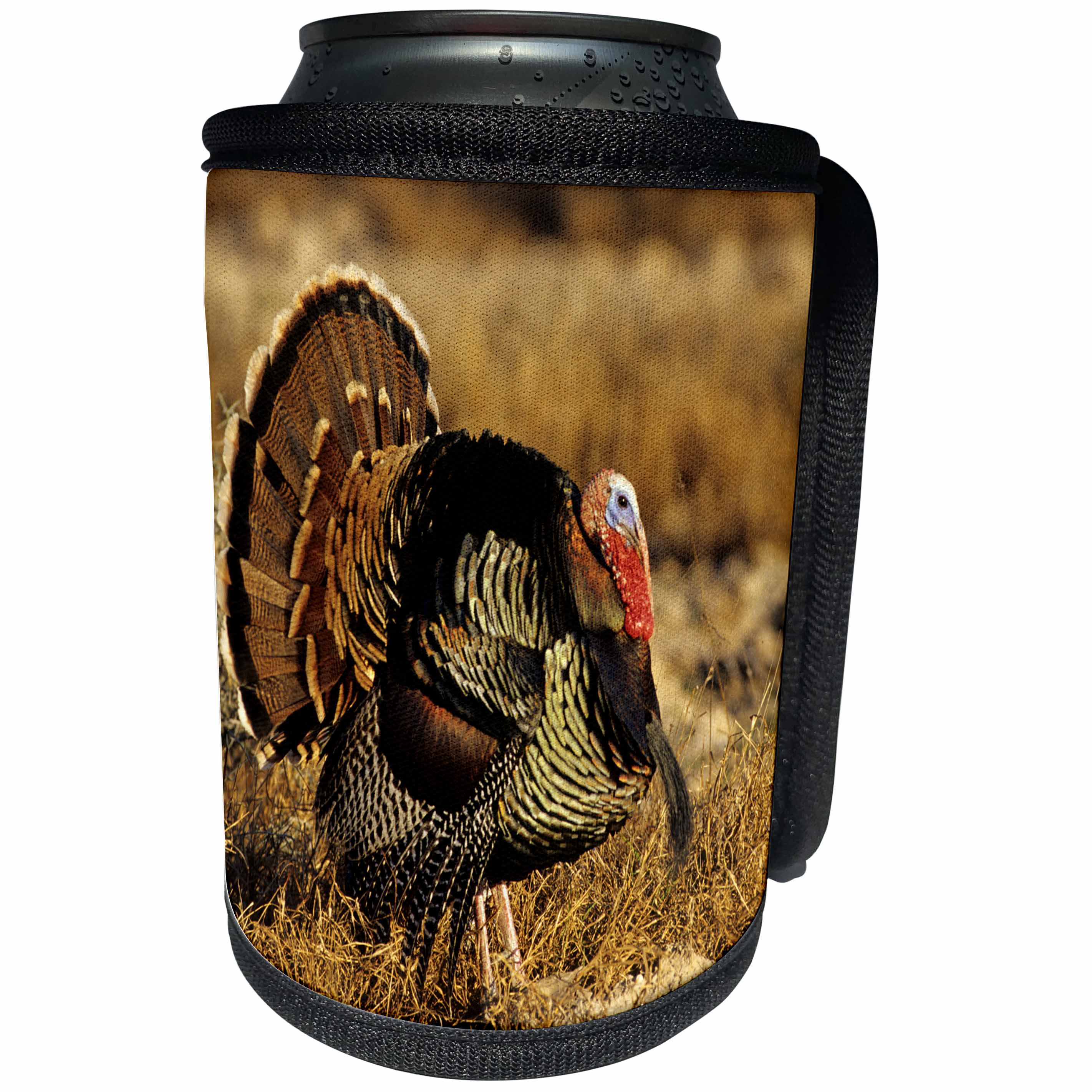 3dRose Danita Delimont - Birds - Rio Grande Wild Turkey gobbler strutting, Starr Co., Texas - Can Cooler Bottle Wrap (cc_260151)