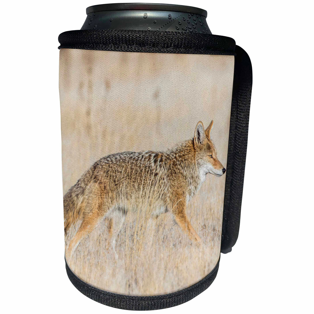 3dRose Danita Delimont - Coyote - Utah, Antelope Island State Park, Coyote wanders through a grassland. - Can Cooler Bottle Wrap (cc_260203)