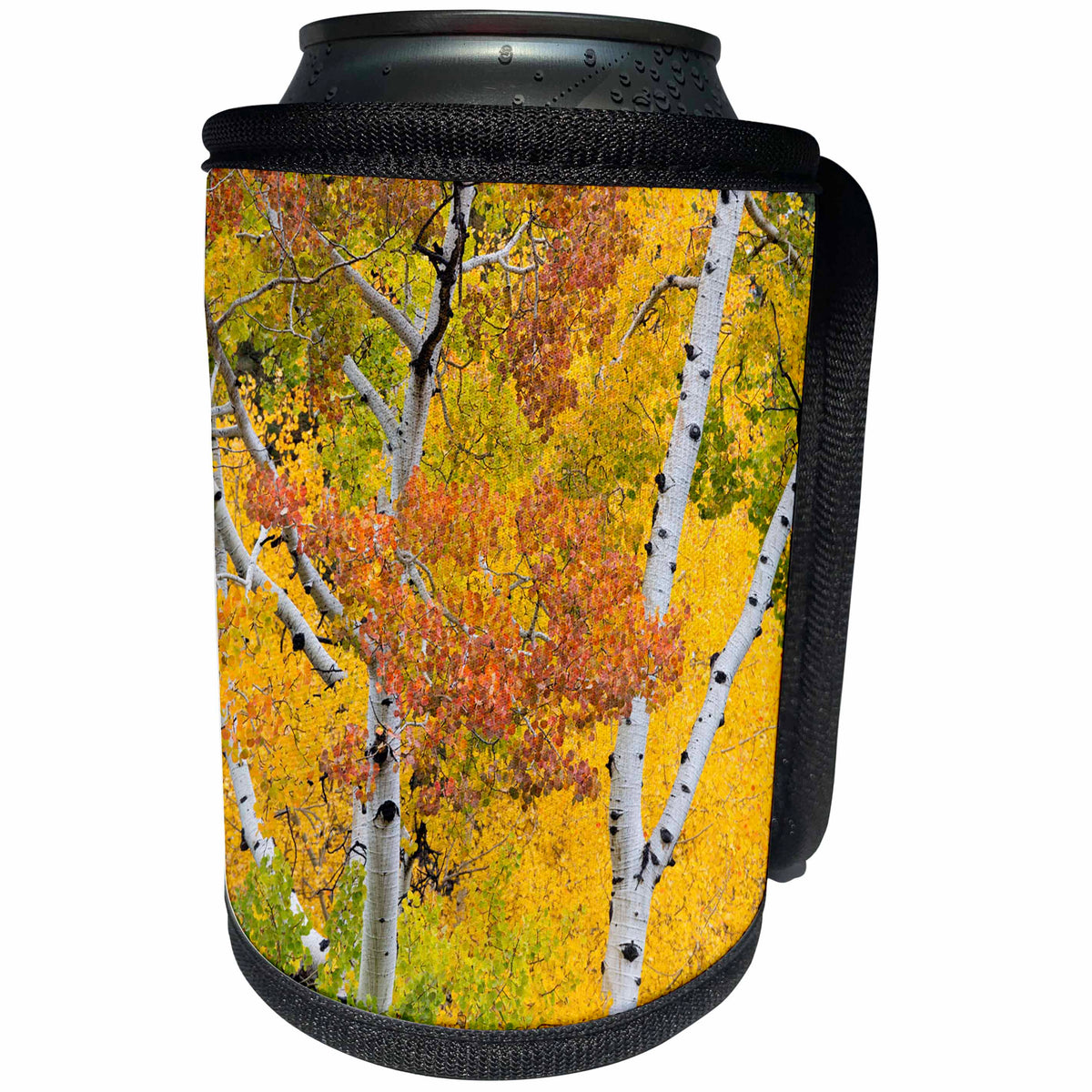 3dRose Danita Delimont - Trees - Utah, Dixie National Forest, aspen forest along highway 12 in autumn - Can Cooler Bottle Wrap (cc_260226)