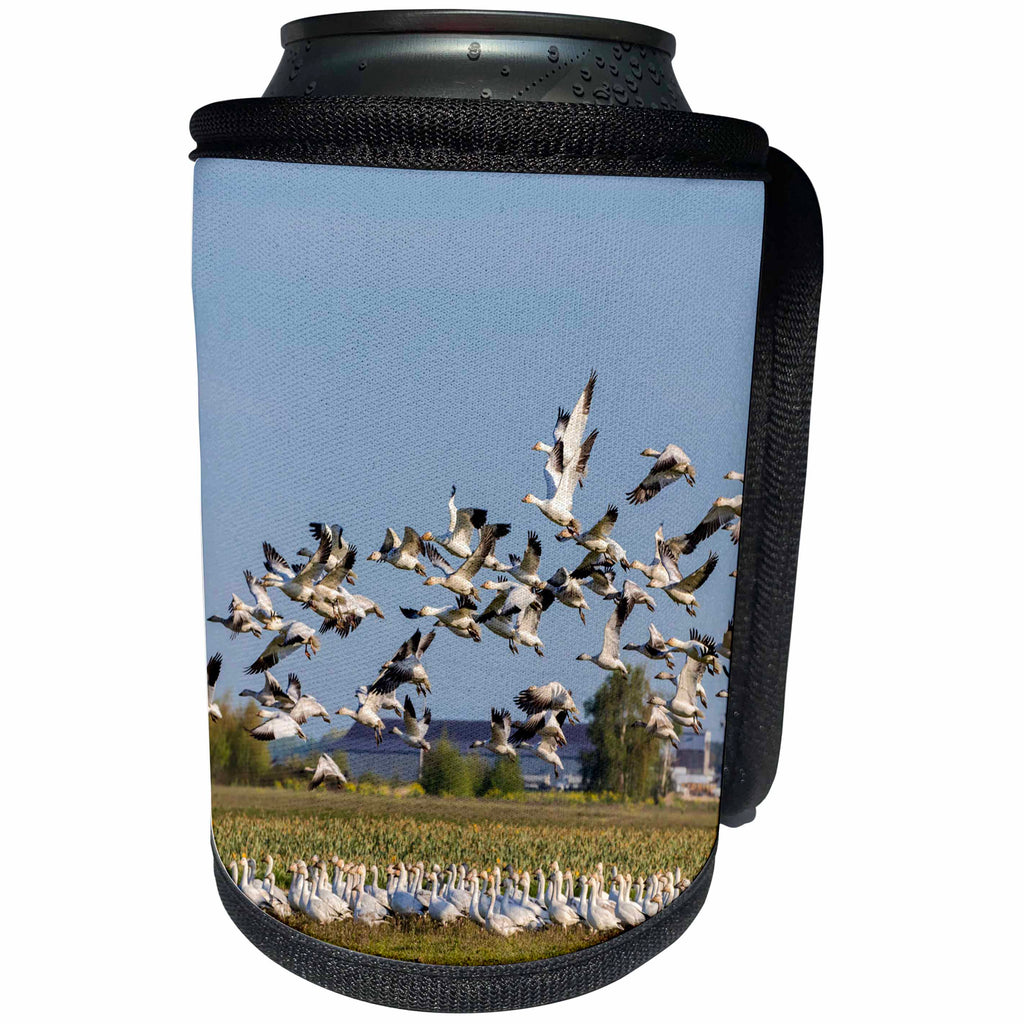 3dRose Danita Delimont - Birds - Snow geese in the Skagit Valley, Washington State, USA - Can Cooler Bottle Wrap (cc_260477)