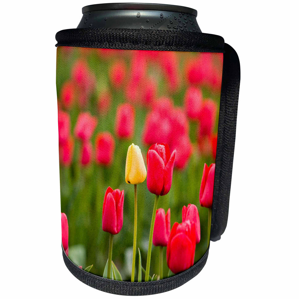 3dRose Danita Delimont - Flowers - One yellow tulip in a field of red tulips, Skagit Valley, Washington - Can Cooler Bottle Wrap (cc_260479)