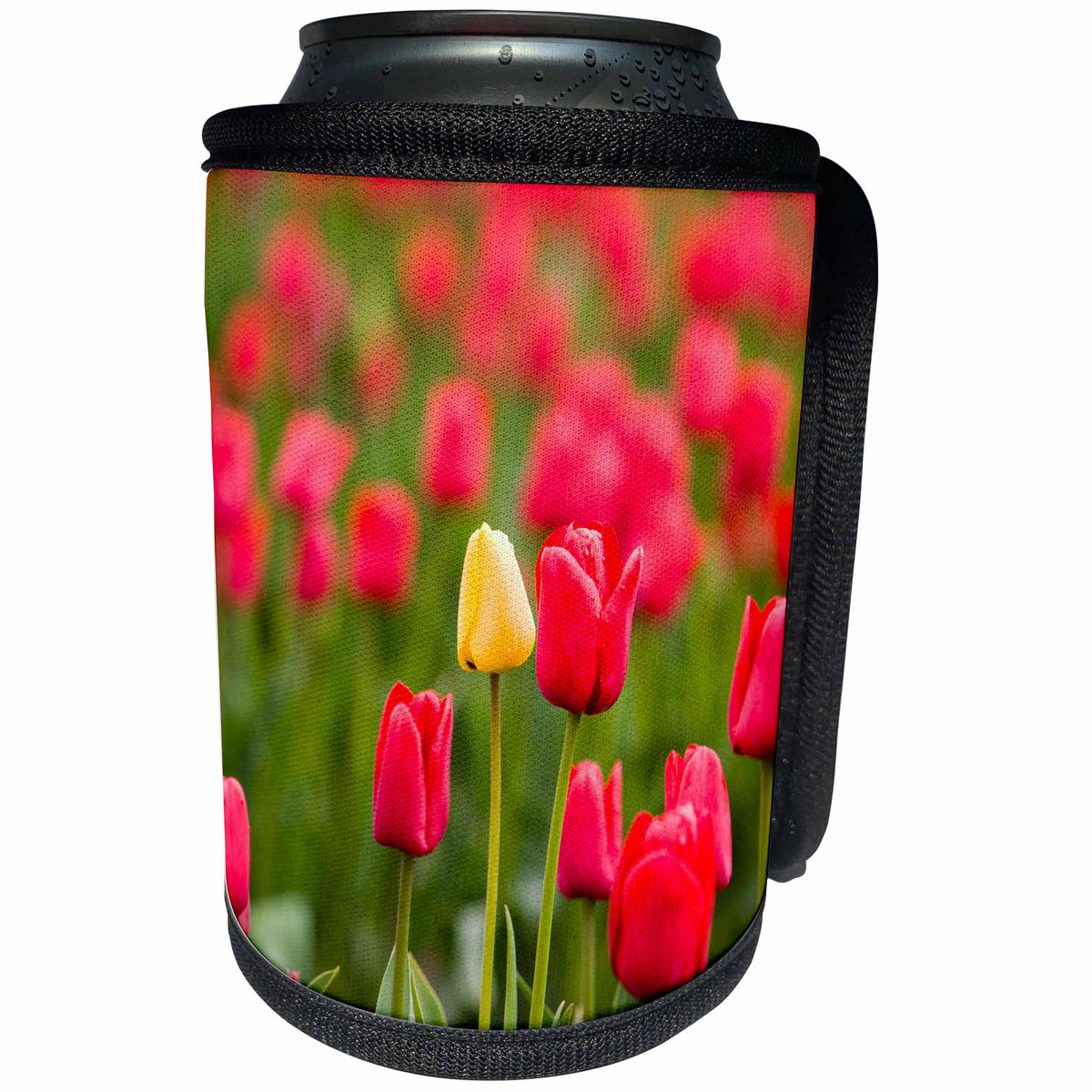 3dRose Danita Delimont - Flowers - One yellow tulip in a field of red tulips, Skagit Valley, Washington - Can Cooler Bottle Wrap (cc_260479)