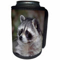 3dRose Danita Delimont - Racoons - Raccoon, Procyon lotor, foraging, western, Washington State, USA - Can Cooler Bottle Wrap (cc_260481)