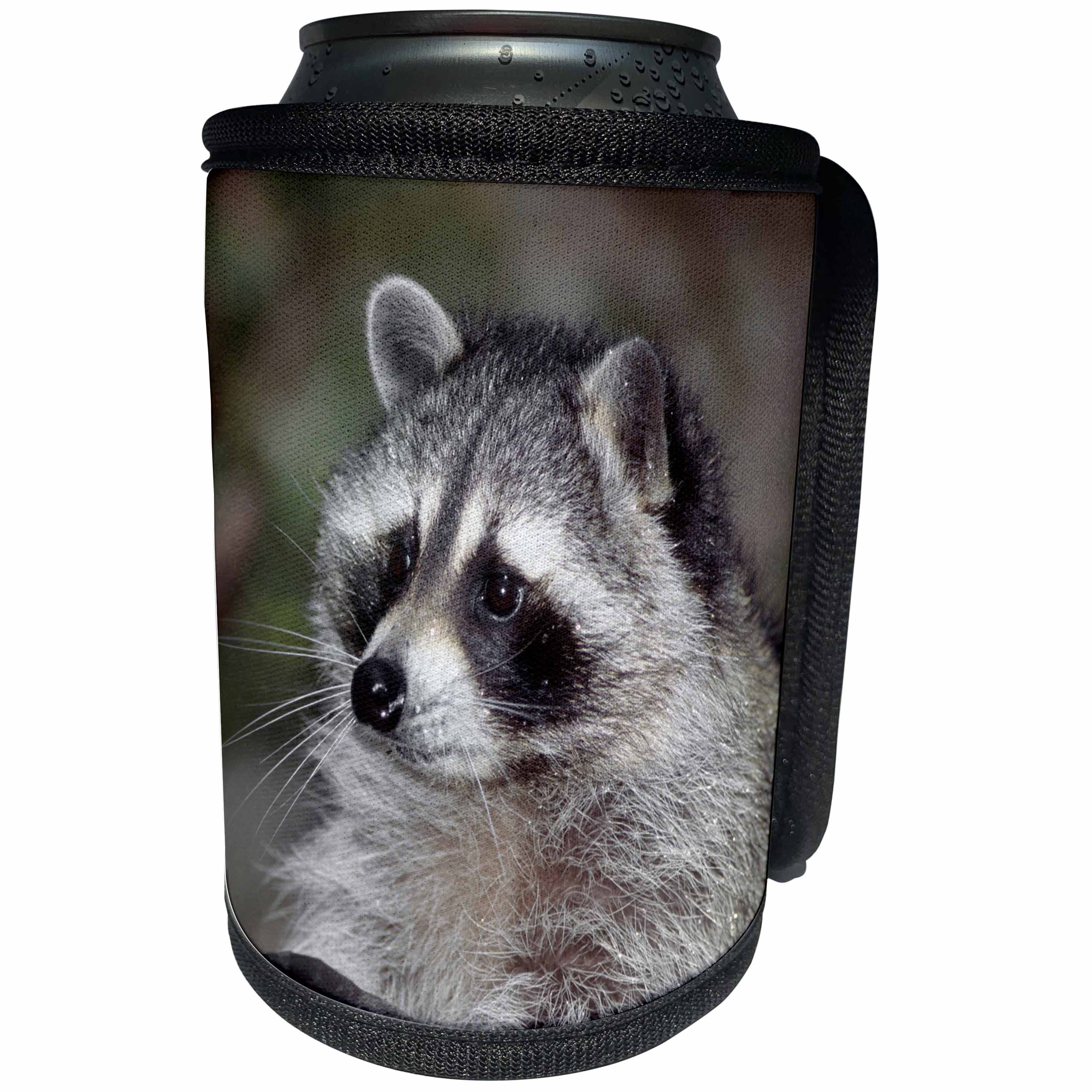 3dRose Danita Delimont - Racoons - Raccoon, Procyon lotor, foraging, western, Washington State, USA - Can Cooler Bottle Wrap (cc_260481)