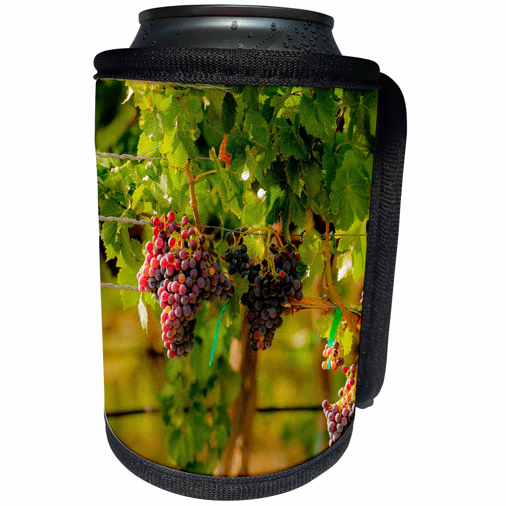 3dRose Danita Delimont - Vineyards - Usa, Washington. Block of Grenache grapes in vineyard. - Can Cooler Bottle Wrap (cc_260506)