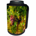 3dRose Danita Delimont - Vineyards - Usa, Washington. Block of Grenache grapes in vineyard. - Can Cooler Bottle Wrap (cc_260506)