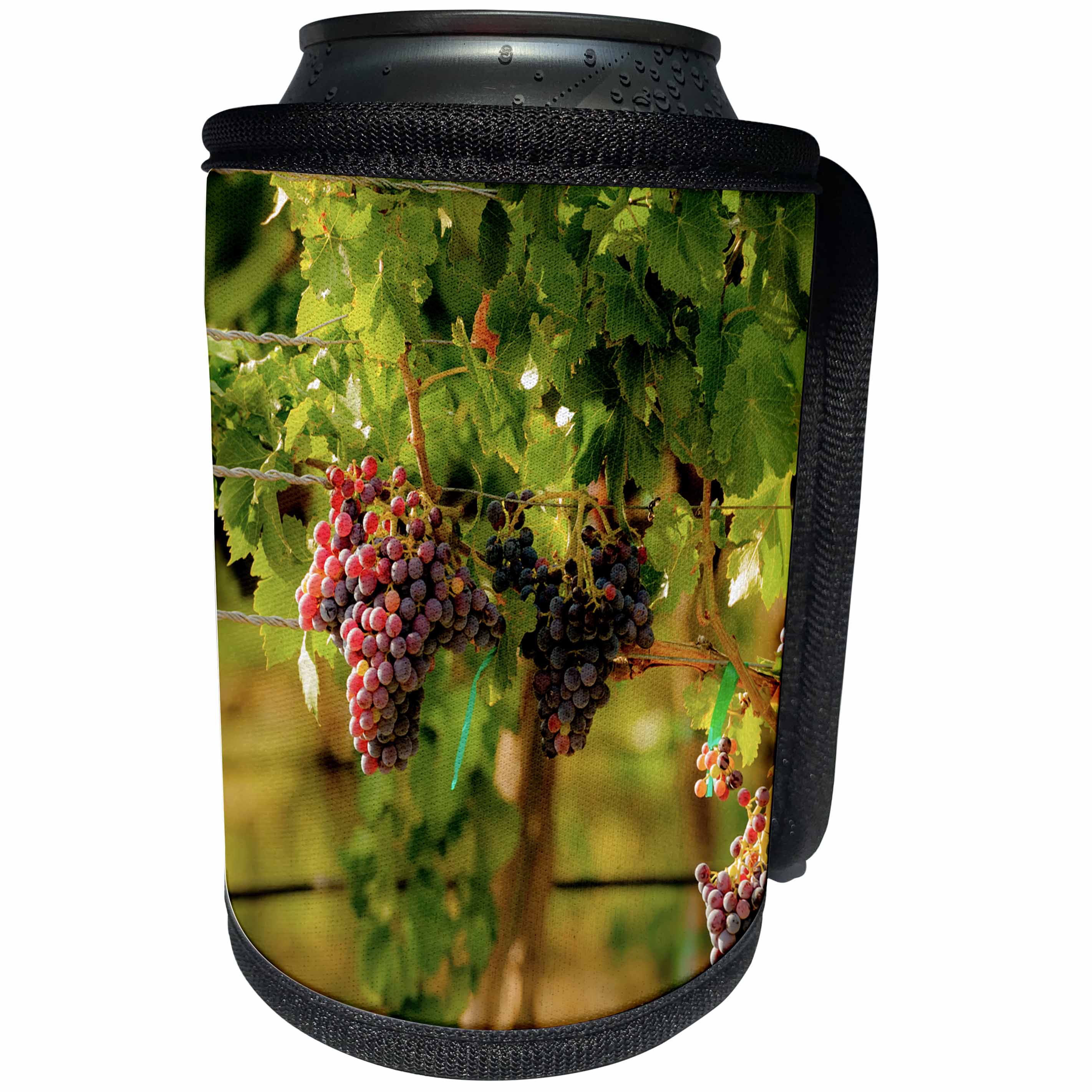 3dRose Danita Delimont - Vineyards - Usa, Washington. Block of Grenache grapes in vineyard. - Can Cooler Bottle Wrap (cc_260506)