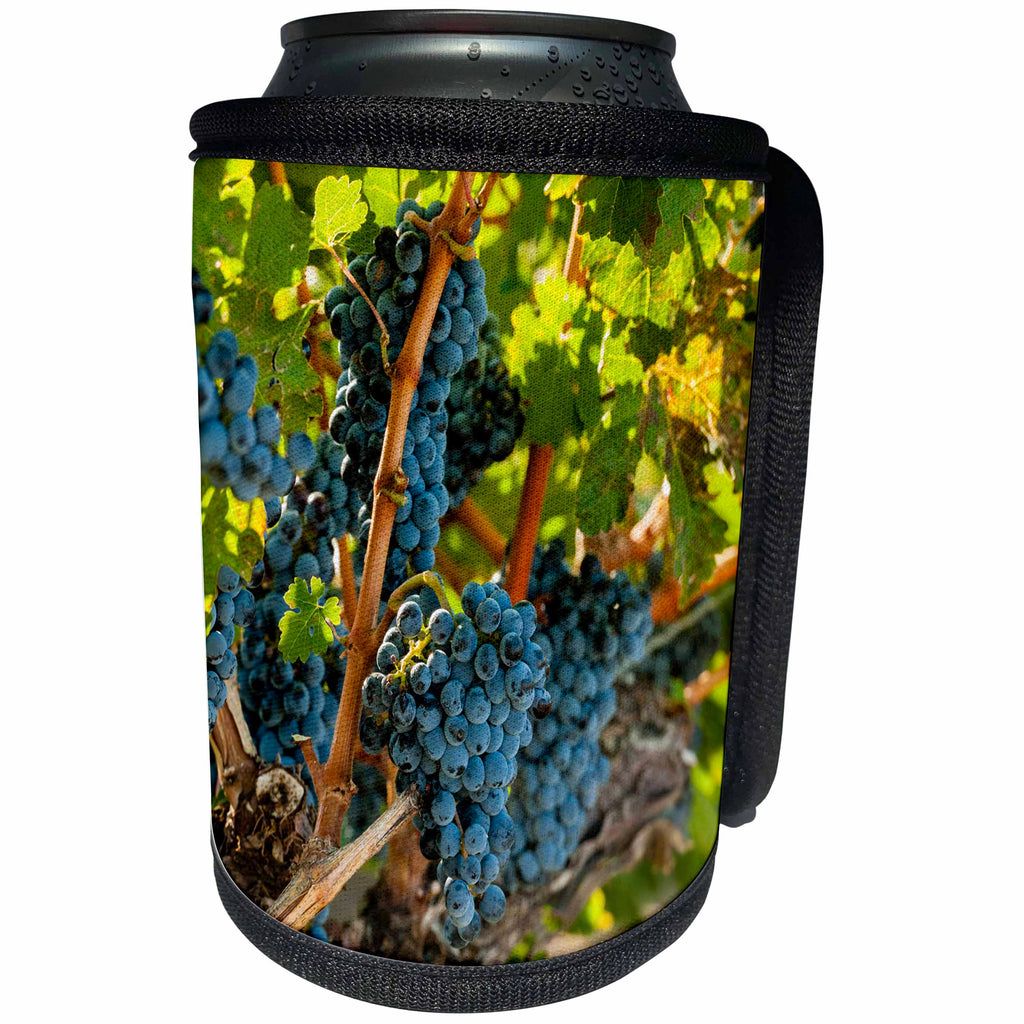 3dRose Danita Delimont - Vineyards - Usa, Washington, Red Mountain. Merlot grapes. - Can Cooler Bottle Wrap (cc_260508)