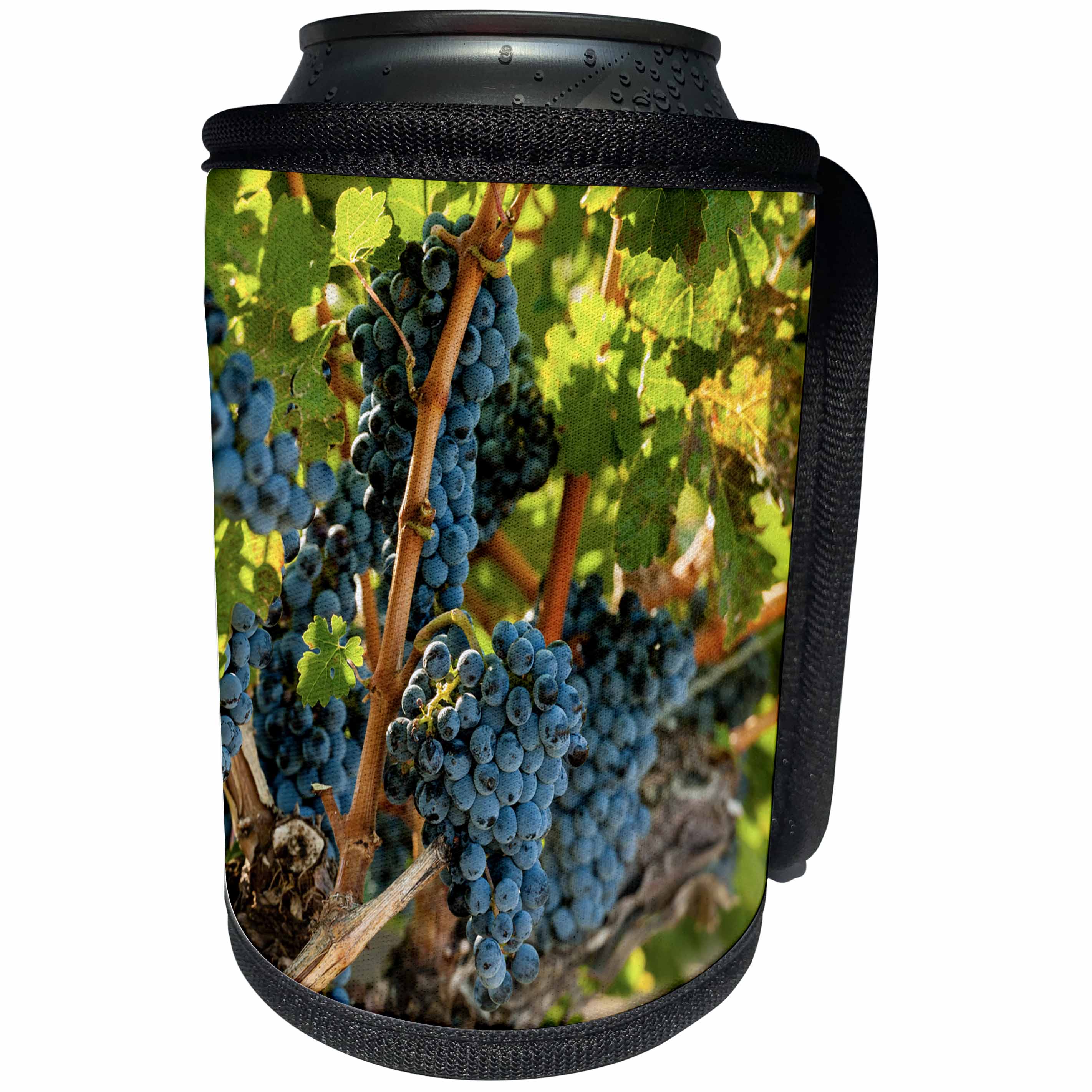 3dRose Danita Delimont - Vineyards - Usa, Washington, Red Mountain. Merlot grapes. - Can Cooler Bottle Wrap (cc_260508)