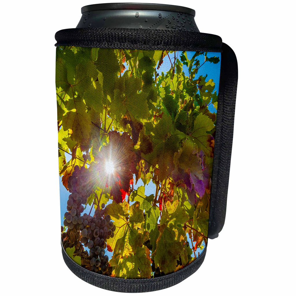 3dRose Danita Delimont - Vineyards - Usa, Washington, Red Mountain. Petit verdot block at harvest season. - Can Cooler Bottle Wrap (cc_260509)
