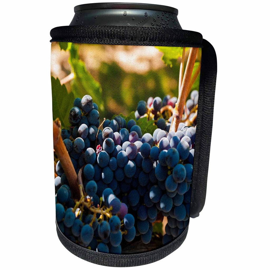 3dRose Danita Delimont - Vineyards - Usa, Washington, Red Mountain. Petit Verdot grapes in a Vineyard. - Can Cooler Bottle Wrap (cc_260510)