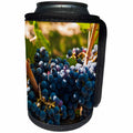 3dRose Danita Delimont - Vineyards - Usa, Washington, Red Mountain. Petit Verdot grapes in a Vineyard. - Can Cooler Bottle Wrap (cc_260510)