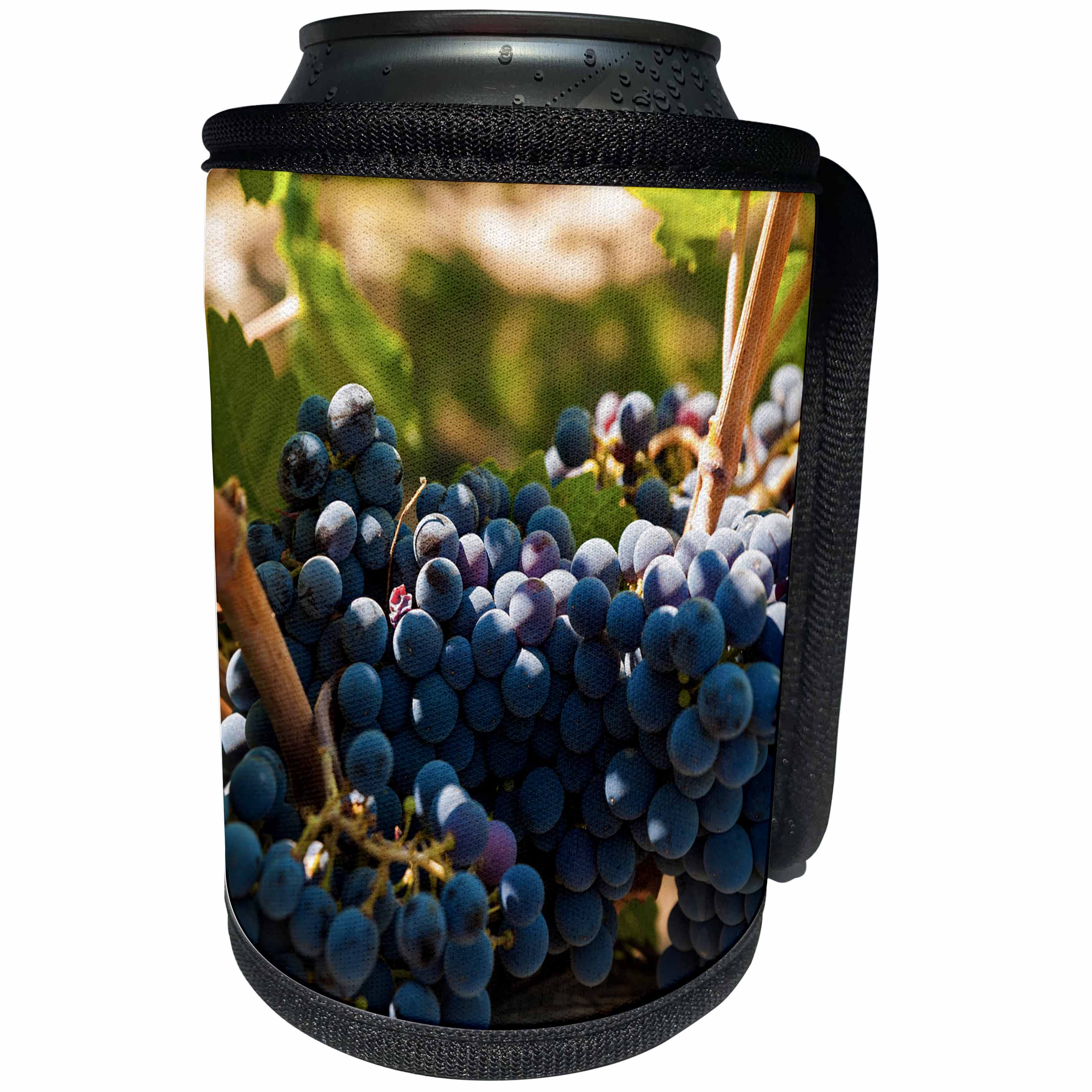 3dRose Danita Delimont - Vineyards - Usa, Washington, Red Mountain. Petit Verdot grapes in a Vineyard. - Can Cooler Bottle Wrap (cc_260510)
