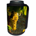 3dRose Danita Delimont - Vineyards - Usa, Washington, Yakima Valley. Chardonnay grapes ready for harvest. - Can Cooler Bottle Wrap (cc_260517)