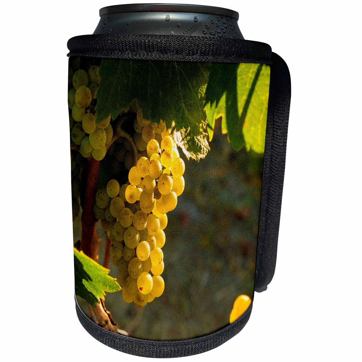 3dRose Danita Delimont - Vineyards - Usa, Washington, Yakima Valley. Chardonnay grapes ready for harvest. - Can Cooler Bottle Wrap (cc_260517)