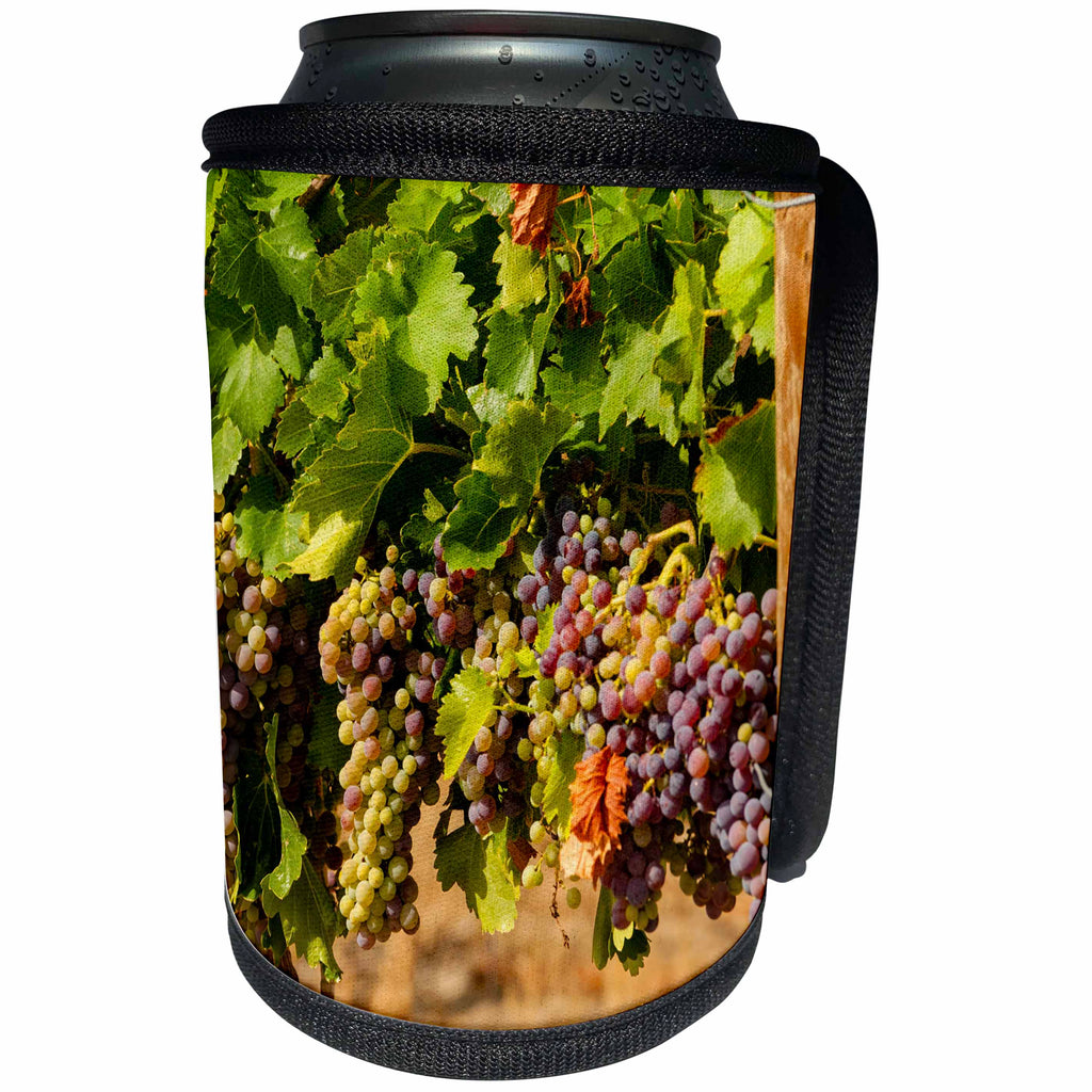 3dRose Danita Delimont - Vineyards - Usa, Washington, Yakima Valley. Wine grapes in veraison. - Can Cooler Bottle Wrap (cc_260520)