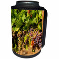 3dRose Danita Delimont - Vineyards - Usa, Washington, Yakima Valley. Wine grapes in veraison. - Can Cooler Bottle Wrap (cc_260520)