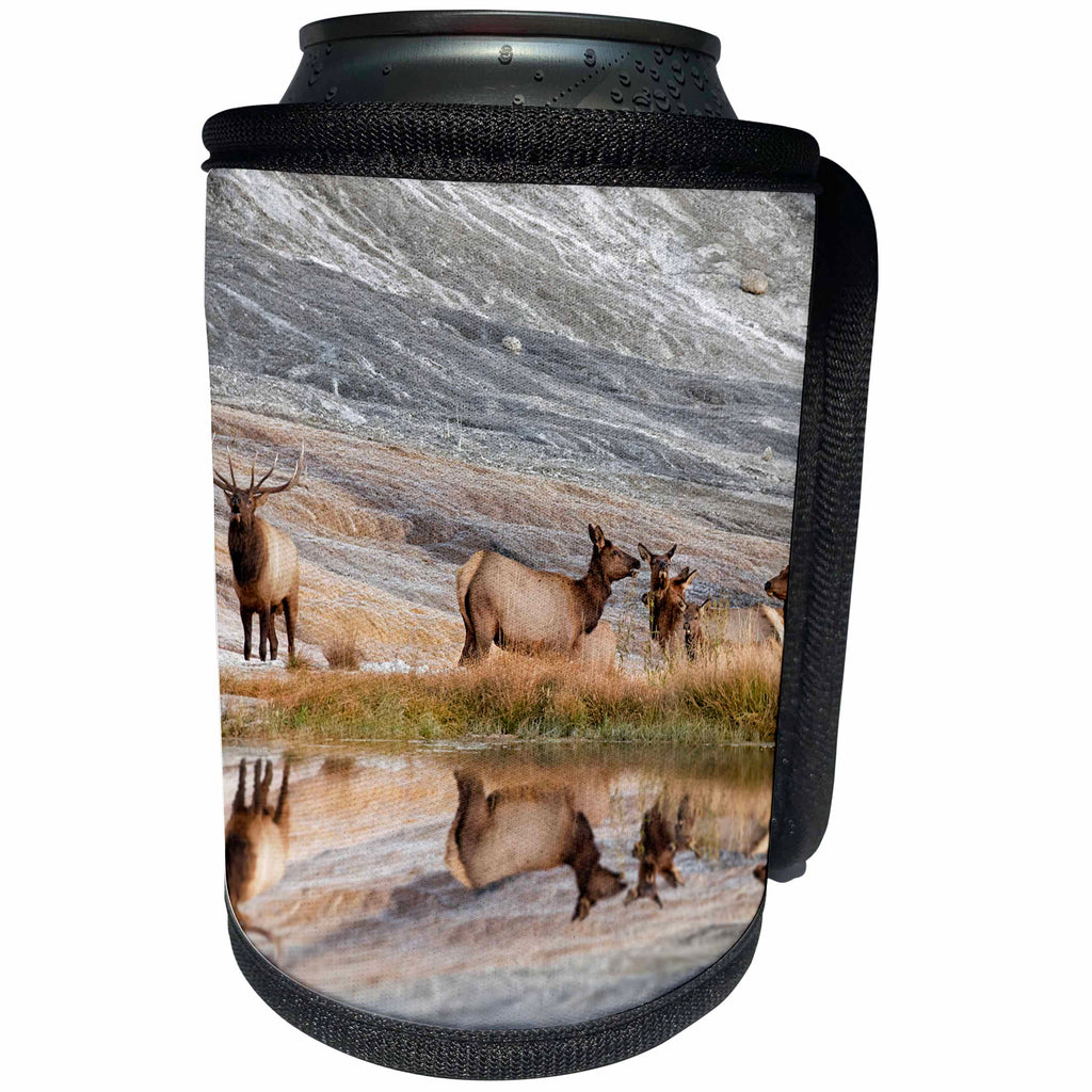 3dRose Danita Delimont - Elk - Reflection of a herd of elk, Canary Spring, Yellowstone NP, Wyoming. - Can Cooler Bottle Wrap (cc_260583)